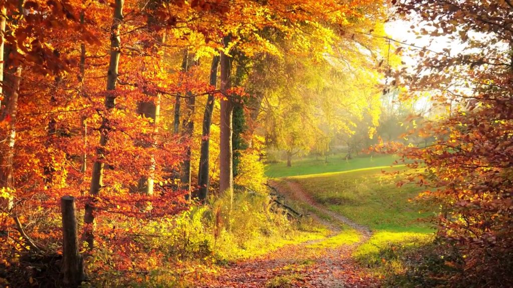 Renewed Through Creation