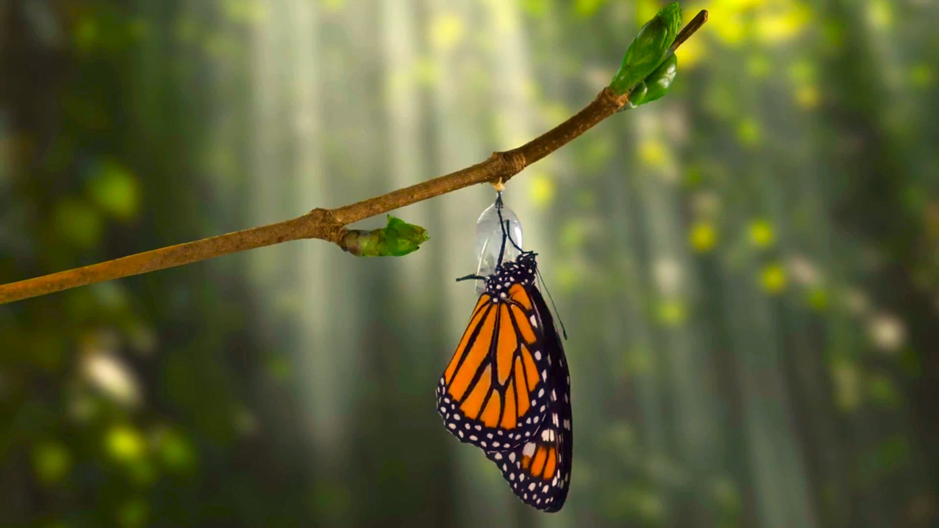 Transformed by His Spirit: A Journey of Renewal